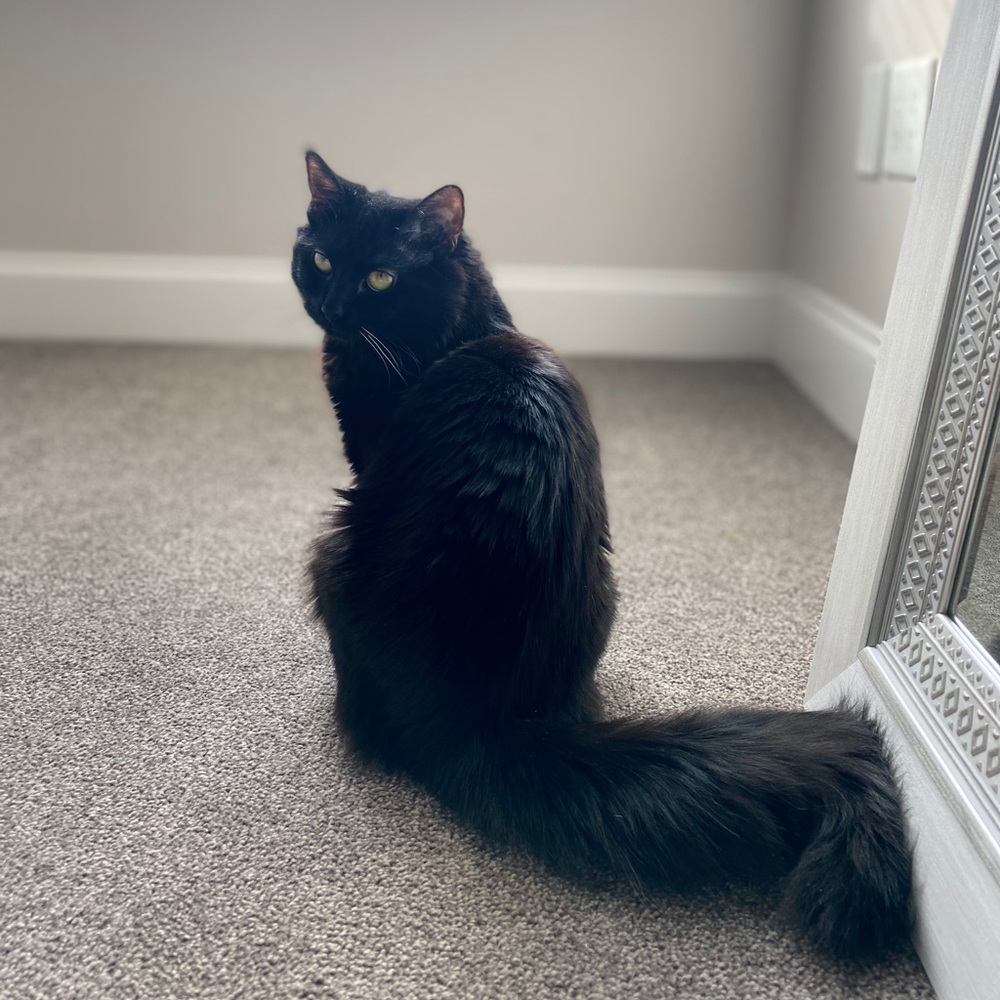 Fluffy - Picture 14 of 16